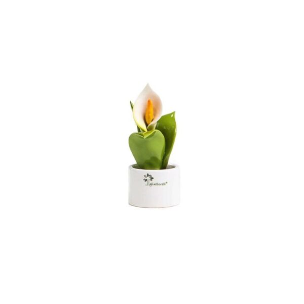 Gli Alberelli - Piantina Natura Calla Mignon