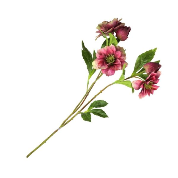 Rituali Domestici - Fiorile Helleboro Vinaccia